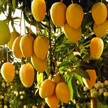 7 formas de dar fruto en el Reino de Dios