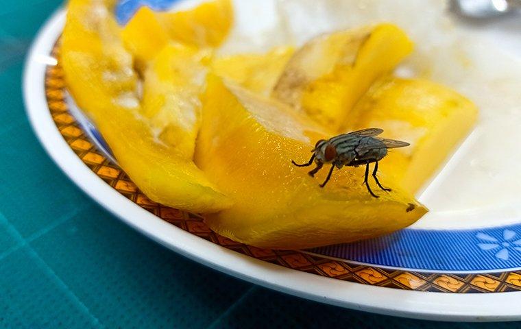 Top 10 animals used by Satan and demons for dangerous missions.